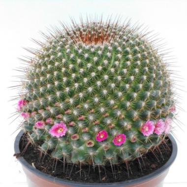 Mammillaria guinsa maru